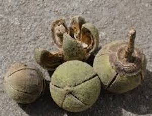 Matohwe (African chewing gum) Apple Snot